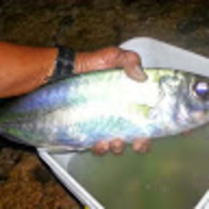 Meet your Posher, Eddie